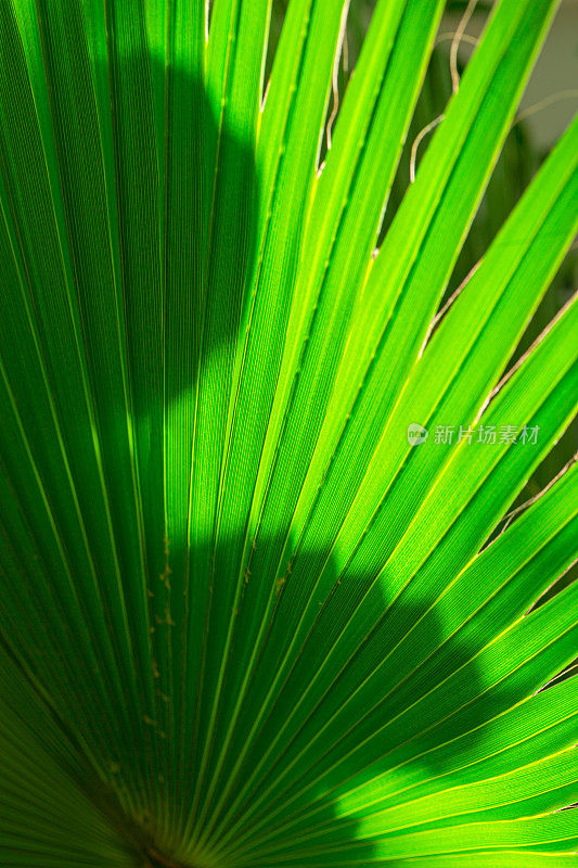 热带棕榈树washingtonia filifera的微距镜头和Linden ex Andre H.Wendi ex de Bary Sort的明媚阳光